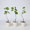 Plant in a Box - Druivenplanten - Set van 3 - Vitis Vinifera - Witte Druif - Winterhard - Pot 9cm - Hoogte 25-40cm