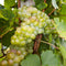 Plant in a Box - Druivenplanten - Set van 3 - Vitis Vinifera - Witte Druif - Winterhard - Pot 9cm - Hoogte 25-40cm