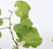 Plant in a Box - Druivenplanten - Set van 3 - Vitis Vinifera - Witte Druif - Winterhard - Pot 9cm - Hoogte 25-40cm