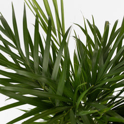 Plant in a Box - Dypsis Lutescens - Areca - Goudpalm - Luchtzuiverende groene kamerplant - Pot 21cm - Hoogte 100-120cm
