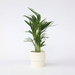 Plant in a Box - Dypsis Lutescens - Areca - Goudpalm - Luchtzuiverende groene kamerplant - Pot 17cm - Hoogte 60-70cm