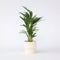 Plant in a Box - Dypsis Lutescens - Areca - Goudpalm - Luchtzuiverende groene kamerplant - Pot 17cm - Hoogte 60-70cm