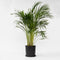 Plant in a Box - Dypsis Lutescens - Areca - Goudpalm - Luchtzuiverende groene kamerplant - Pot 21cm - Hoogte 100-120cm