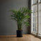 Plant in a Box - Dypsis Lutescens - Areca - Goudpalm - Luchtzuiverende groene kamerplant - Pot 21cm - Hoogte 100-120cm