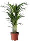Plant in a Box - Dypsis Lutescens - Areca - Goudpalm - Luchtzuiverende groene kamerplant - Pot 17cm - Hoogte 60-70cm