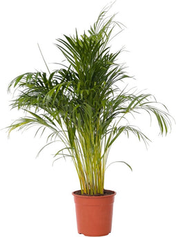 Plant in a Box - Dypsis Lutescens - Areca - Goudpalm - XXL Luchtzuiverende groene kamerplant - Pot 27cm - Hoogte 140-150cm