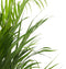 Plant in a Box - Dypsis Lutescens - Areca - Goudpalm - XXL Luchtzuiverende groene kamerplant - Pot 27cm - Hoogte 140-150cm