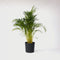 Plant in a Box - Dypsis Lutescens - Areca - Goudpalm - XXL Luchtzuiverende groene kamerplant - Pot 27cm - Hoogte 140-150cm