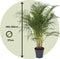 Plant in a Box - Dypsis Lutescens - Areca - Goudpalm - XXL Luchtzuiverende groene kamerplant - Pot 27cm - Hoogte 140-150cm