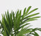 Plant in a Box - Dypsis lutescens, Chamaedorea elegans - Set van 2 - Mini indoor palm mix - Pot 12cm - Hoogte 25-40cm