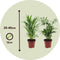 Plant in a Box - Dypsis lutescens, Chamaedorea elegans - Set van 2 - Mini indoor palm mix - Pot 12cm - Hoogte 25-40cm