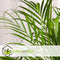 Plant in a Box - Dypsis lutescens, Chamaedorea elegans - Set van 2 - Mini indoor palm mix - Pot 12cm - Hoogte 25-40cm