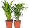 Plant in a Box - Dypsis lutescens, Chamaedorea elegans - Set van 2 - Mini indoor palm mix - Pot 12cm - Hoogte 25-40cm