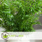Plant in a Box - Dypsis lutescens, Chamaedorea elegans - Set van 2 - Mini indoor palm mix - Pot 12cm - Hoogte 25-40cm