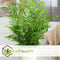 Plant in a Box - Dypsis lutescens, Chamaedorea elegans - Set van 2 - Mini indoor palm mix - Pot 12cm - Hoogte 25-40cm