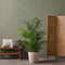 Plant in a Box - Dypsis lutescens, Chamaedorea elegans - Set van 2 - Mini indoor palm mix - Pot 12cm - Hoogte 25-40cm