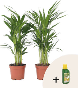 Plant in a Box - Dypsis Lutescens - Gouden rietpalm - Pokon - Set van 2 - Pot 17cm - Hoogte 60-70cm
