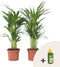 Plant in a Box - Dypsis Lutescens - Gouden rietpalm - Pokon - Set van 2 - Pot 17cm - Hoogte 60-70cm