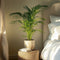 Plant in a Box - Dypsis Lutescens - Gouden rietpalm - Pokon - Set van 2 - Pot 17cm - Hoogte 60-70cm