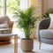 Plant in a Box - Dypsis Lutescens - Gouden rietpalm - Pokon - Set van 2 - Pot 17cm - Hoogte 60-70cm