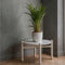 Plant in a Box - Dypsis Lutescens - Gouden rietpalm - Pokon - Set van 2 - Pot 17cm - Hoogte 60-70cm