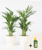 Plant in a Box - Dypsis Lutescens - Gouden rietpalm - Pokon - Set van 2 - Pot 17cm - Hoogte 60-70cm