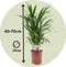 Plant in a Box - Dypsis Lutescens - Gouden rietpalm - Pokon - Set van 2 - Pot 17cm - Hoogte 60-70cm