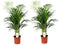 Plant in a Box - Dypsis Lutescens - Set van 2 - Areca - Goudpalm - Luchtzuiverende groene kamerplant - Pot 21cm - Hoogte 100-120cm