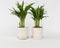 Plant in a Box - Dypsis Lutescens - Set van 2 - Areca - Goudpalm - Luchtzuiverende groene kamerplant - Pot 12cm - Hoogte 30-45cm