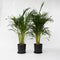 Plant in a Box - Dypsis Lutescens - Set van 2 - Areca - Goudpalm - Luchtzuiverende groene kamerplant - Pot 21cm - Hoogte 100-120cm