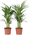 Plant in a Box - Dypsis Lutescens - Set van 2 - Areca - Goudpalm - Luchtzuiverende groene kamerplant - Pot 17cm - Hoogte 60-70cm