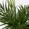 Plant in a Box - Dypsis Lutescens - Set van 2 - Areca - Goudpalm - Luchtzuiverende groene kamerplant - Pot 21cm - Hoogte 100-120cm