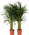 Plant in a Box - Dypsis Lutescens - Set van 2 - Areca - Goudpalm - Luchtzuiverende groene kamerplant - Pot 21cm - Hoogte 100-120cm