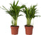 Plant in a Box - Dypsis Lutescens - Set van 2 - Areca - Goudpalm - Luchtzuiverende groene kamerplant - Pot 12cm - Hoogte 30-45cm