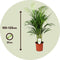 Plant in a Box - Dypsis Lutescens - Set van 2 - Areca - Goudpalm - Luchtzuiverende groene kamerplant - Pot 21cm - Hoogte 100-120cm