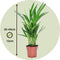 Plant in a Box - Dypsis Lutescens - Set van 2 - Areca - Goudpalm - Luchtzuiverende groene kamerplant - Pot 12cm - Hoogte 30-45cm