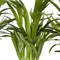 Plant in a Box - Dypsis Lutescens - Set van 2 - Areca - Goudpalm - Luchtzuiverende groene kamerplant - Pot 17cm - Hoogte 60-70cm