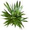 Plant in a Box - Dypsis Lutescens - Set van 2 - Areca - Goudpalm - Luchtzuiverende groene kamerplant - Pot 17cm - Hoogte 60-70cm