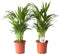 Plant in a Box - Dypsis Lutescens - Set van 2 - Areca - Goudpalm - Luchtzuiverende groene kamerplant - Pot 17cm - Hoogte 60-70cm