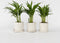 Plant in a Box - Dypsis Lutescens - Set van 3 - Areca - Goudpalm - Luchtzuiverende groene kamerplant - Pot 12cm - Hoogte 30-45cm