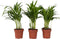 Plant in a Box - Dypsis Lutescens - Set van 3 - Areca - Goudpalm - Luchtzuiverende groene kamerplant - Pot 12cm - Hoogte 30-45cm