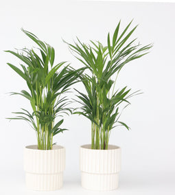 Plant in a Box - Dypsis Lutescens - Set van 4 - Areca - Goudpalm - Luchtzuiverende groene kamerplant - Pot 17cm - Hoogte 60-70cm