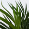 Plant in a Box - Dypsis Lutescens - Set van 4 - Areca - Goudpalm - Luchtzuiverende groene kamerplant - Pot 17cm - Hoogte 60-70cm