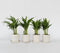 Plant in a Box - Dypsis Lutescens - Set van 4 - Areca - Goudpalm - Luchtzuiverende groene kamerplant - Pot 12cm - Hoogte 30-45cm