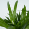 Plant in a Box - Dypsis Lutescens - Set van 4 - Areca - Goudpalm - Luchtzuiverende groene kamerplant - Pot 12cm - Hoogte 30-45cm