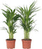 Plant in a Box - Dypsis Lutescens - Set van 4 - Areca - Goudpalm - Luchtzuiverende groene kamerplant - Pot 17cm - Hoogte 60-70cm