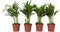 Plant in a Box - Dypsis Lutescens - Set van 4 - Areca - Goudpalm - Luchtzuiverende groene kamerplant - Pot 12cm - Hoogte 30-45cm