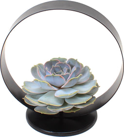 Plant in a Box - Echeveria Black Metal Ring - succulent in decoratieve, metalen ring - 20 cm - Zwart
