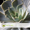 Plant in a Box - Echeveria Black Metal Ring - succulent in decoratieve, metalen ring - 20 cm - Zwart