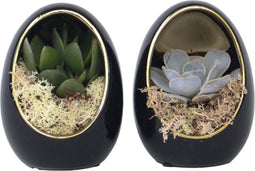 Plant in a Box - Echeveria in decoratief ei - set van 2 - hoogte 12 cm - Zwart, Goud